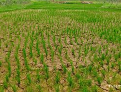 Program Ketahanan Pangan Berbasis Swadaya Yang digagas DPK KNPI Kecamatan Jasinga