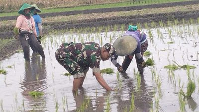 Wujud Ketahanan Pangan, Babinsa Rembang Dampingi Petani Tanam Padi Di Sananwetan