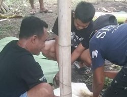 Gemah Takbir Mengiringi Semangat Warga Untuk Menyembelih Hewan  Qurban