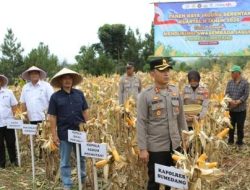 Polres Sumedang Intensifkan Pemeliharaan Tanaman Jagung untuk Dukung Ketahanan Pangan Nasional