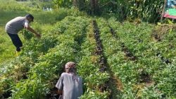 Kabag SDM Polres Sumedang Pimpin Kegiatan Pemeliharaan Ubi Cilembu Untuk Dukung Ketahanan Pangan di Kecamatan Buahdua