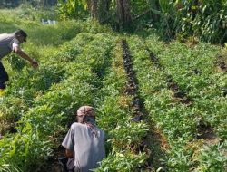 Kabag SDM Polres Sumedang Pimpin Kegiatan Pemeliharaan Ubi Cilembu Untuk Dukung Ketahanan Pangan di Kecamatan Buahdua