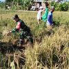 Babinsa Pegambiran Dampingi Panen Padi, Wujud Dukungan Ketahanan Pangan Nasional
