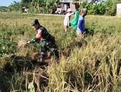 Babinsa Pegambiran Dampingi Panen Padi, Wujud Dukungan Ketahanan Pangan Nasional