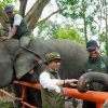 FGKI Dukung Kebijakan Menhut Raja Juli Antoni Perkuat Konservasi Gajah