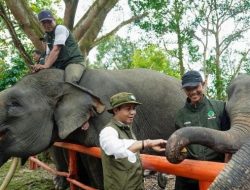 FGKI Dukung Kebijakan Menhut Raja Juli Antoni Perkuat Konservasi Gajah
