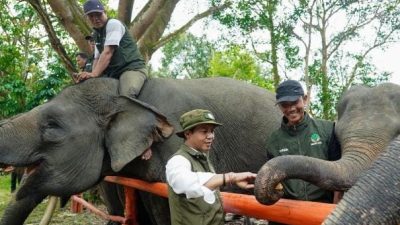 FGKI Dukung Kebijakan Menhut Raja Juli Antoni Perkuat Konservasi Gajah
