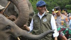 Kebijakan Menhut Dinilai Perkuat Posisi Indonesia dalam Konservasi Gajah Dunia