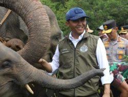 Kebijakan Menhut Dinilai Perkuat Posisi Indonesia dalam Konservasi Gajah Dunia