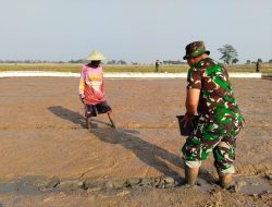 TMMD ke-129 Kodim 0620/Kab. Cirebon Wujudkan Ketahanan Pangan, Pembibitan Padi 1 Hektar Resmi Dimulai di Desa Luwung Kencana