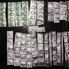 Polresta Cirebon Amankan Empat Pengedar Obat Keras Terbatas Dalam Sehari