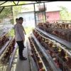 Bhabinkamtibmas Polsek Rembang Laporkan Budidaya Ayam Petelur di Kalisat Tumbuh Sehat