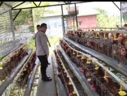 Bhabinkamtibmas Polsek Rembang Laporkan Budidaya Ayam Petelur di Kalisat Tumbuh Sehat