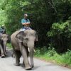 Api di Taman Nasional Way Kambas Berhasil Dipadamkan, Seluruh Gajah Terpantau Aman