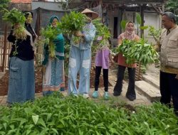 Lurah Pinang Kota Tangerang, Bersama Kelompok Tani Wanita (KWT) Lakukan Panen Diwilayah Rt/Rw 06/04 