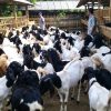 BUMDes Cilalanang Kelola Rp353,9 Juta, 19 Ekor Kambing Dipertanyakan?