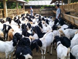 BUMDes Cilalanang Kelola Rp353,9 Juta, 19 Ekor Kambing Dipertanyakan?