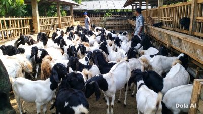 BUMDes Cilalanang Kelola Rp353,9 Juta, 19 Ekor Kambing Dipertanyakan?