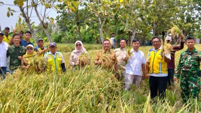 Panen Padi Perdana MT2, Petani Desa Sudimampir, Indramayu Optimistis Hasil Capai 9,4 Ton Per – Hektare